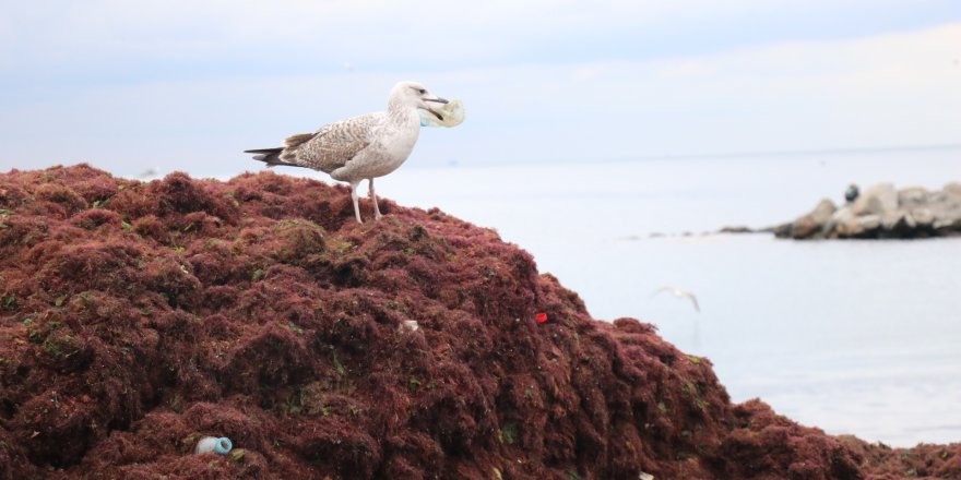 (GENİŞ HABER)  - CADDEBOSTAN SAHİLİNİ KIRMIZI YOSUNLAR SARDI