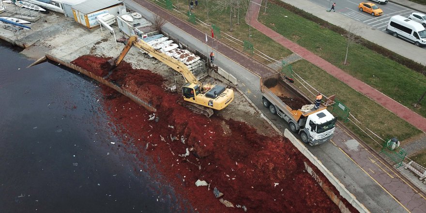 (HAVADAN FOTOĞRAFLARLA) - CADDEBOSTAN SAHİLİNDEKİ KIRMIZI YOSUNLAR TEMİZLENİYOR