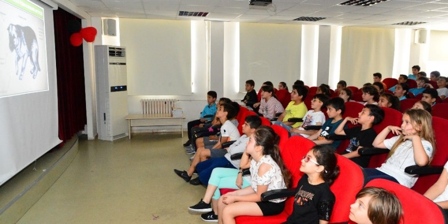 9 Ayda 2 Bin 244 Sokak Hayvanı Tedavi Edildi