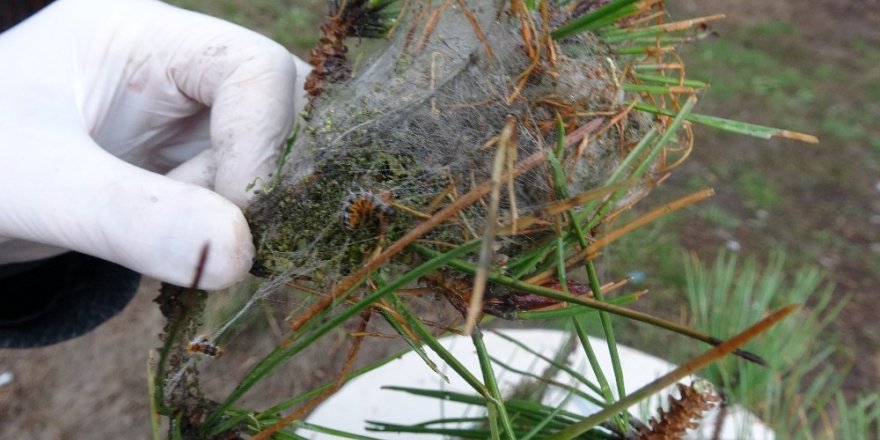 İstanbul Ormanlarında Çam Kese Böceği Alarmı