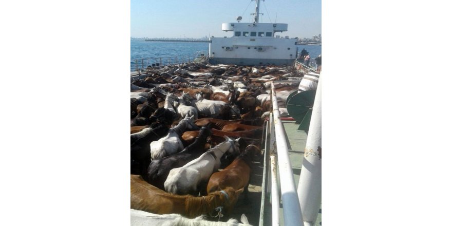 Ruam Hastalığına Geçen Yıl Adalara Sevk Edilen Atların Neden Olduğu İddia Edildi