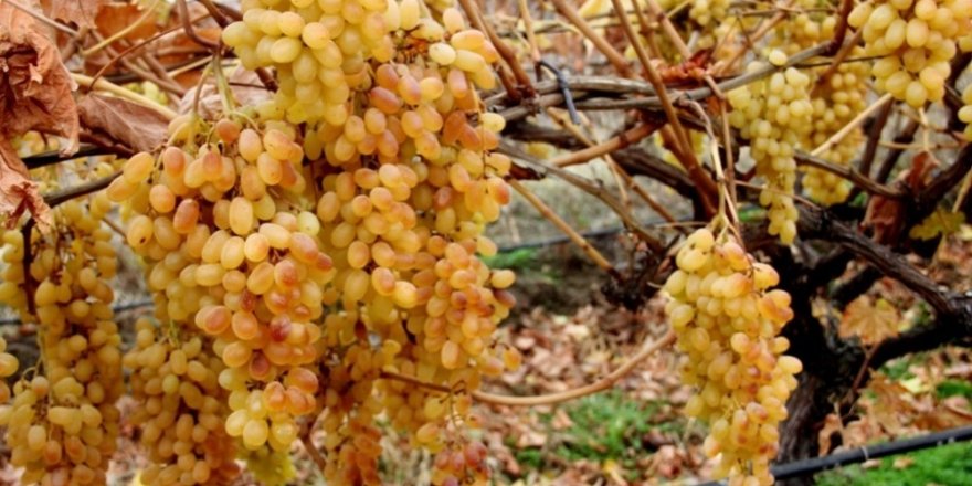 İstanbul’un Aralık Ayı Zam Şampiyonu Yaş Üzüm Oldu