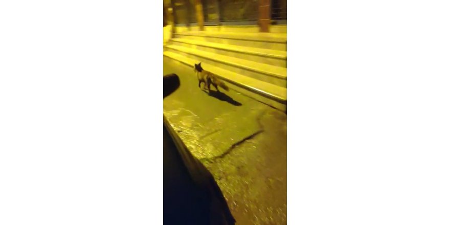 Aç Kalan Tilki Pendik’e İndi