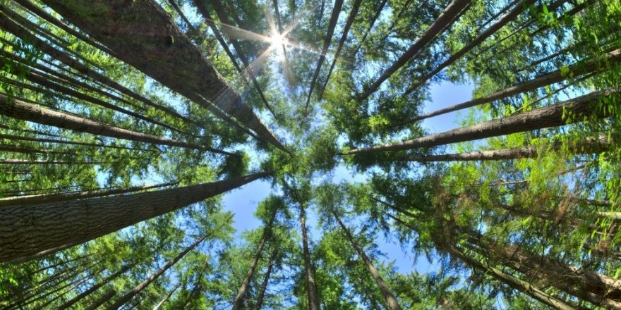 Türkiye’nin Yüzde 29’u Ormanlarla Kaplı