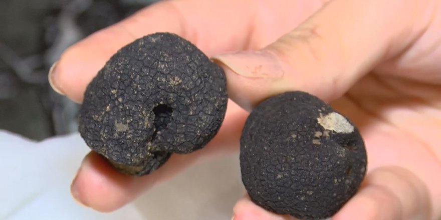 MUTFAKLARIN SİYAH İNCİSİ TRÜF MANTARI, KİLOSU 400 EURO