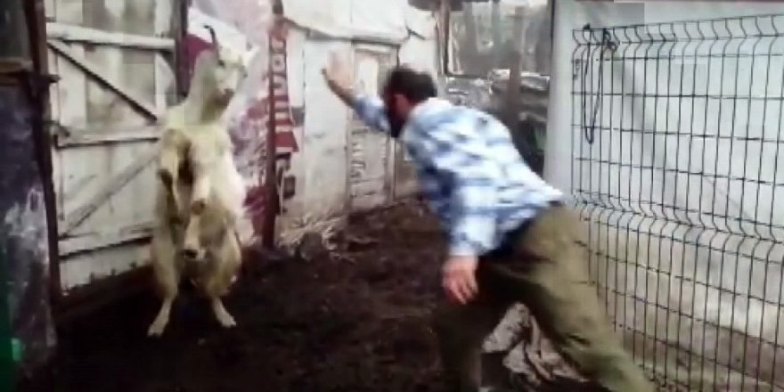 Keçi İle Çobanın Dostluğu Yürekleri Isıtıyor