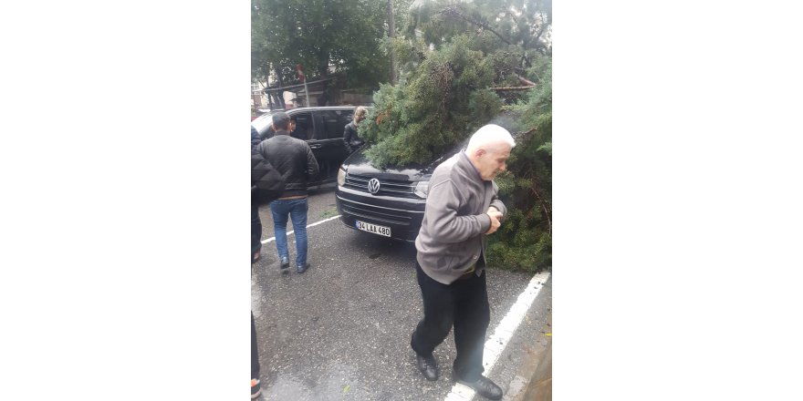 FATİH'TE YOLA DEVRİLEN AĞAÇ ARAÇLARA ZARAR VERDİ