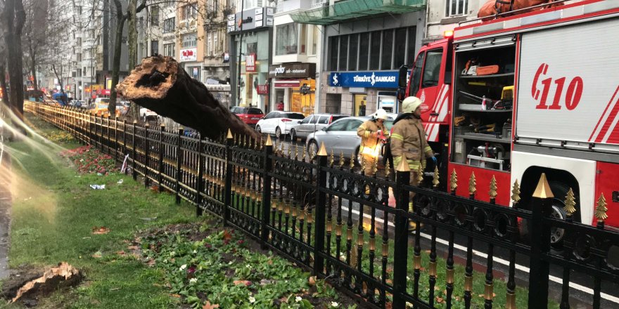 ŞİŞLİ'DE YOLA AĞAÇ DEVRİLDİ