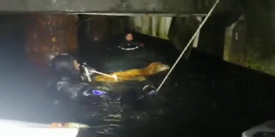 BEŞİKTAŞ'TA DENİZE DÜŞEN KÖPEĞİ İTFAİYE BÖYLE KURTARDI