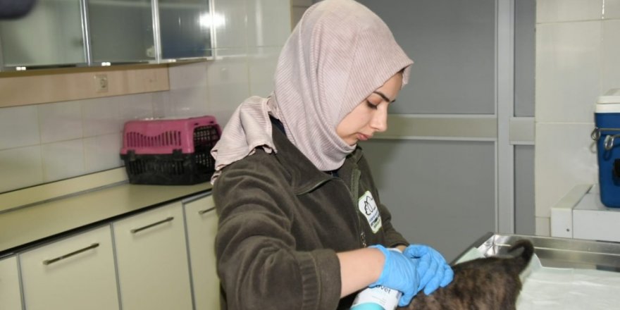 Soğukta Kalan Yavru Köpeğe Belediye Ekipleri Sahip Çıktı