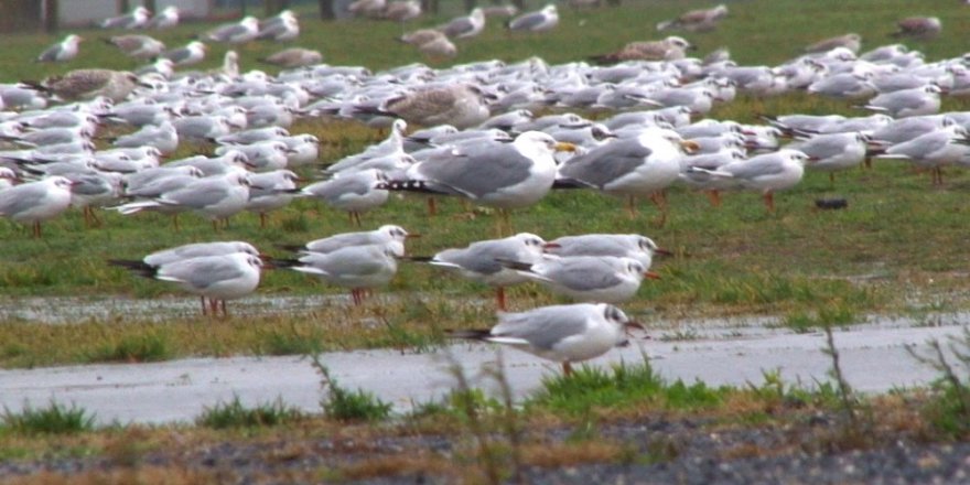 Binlerce Martı Fırtınadan Kaçtı
