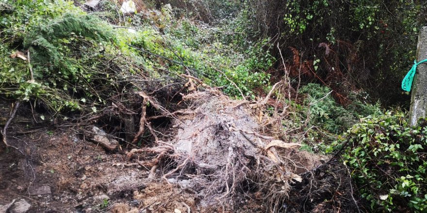 BEYKOZ'DA TOPRAK KAYDI, AĞAÇ DEVRİLDİ