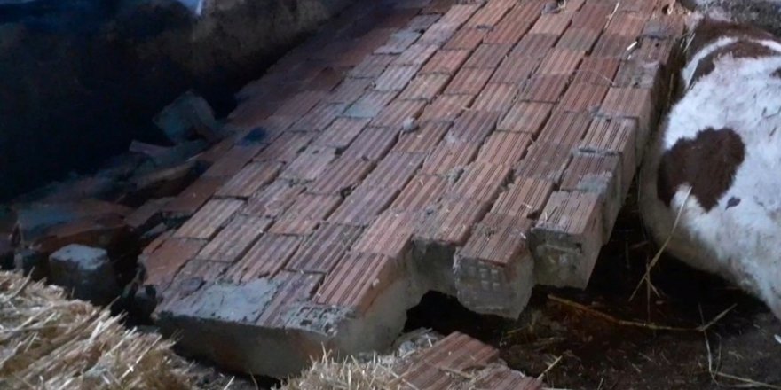 Silivri’de Şiddetli Rüzgarda Yıkılan Duvarın Altında Kalan 2 Hayvan Telef Oldu