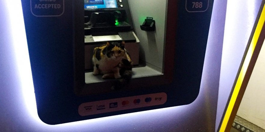 Sokak Kedisi Fırtınadan Atm’ye Sığındı