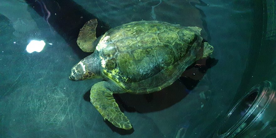 YARALI CARETTA CARETTA ASİT TEDAVİ ALTINA ALINDI