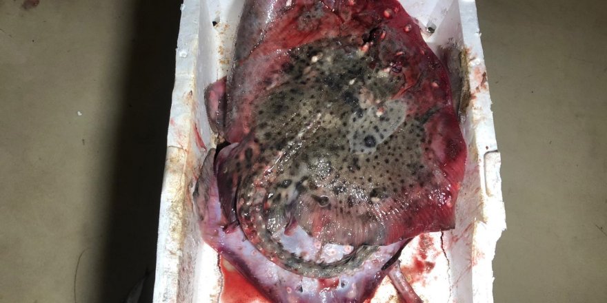 MARMARA DENİZİ'NDE YAPILAN DENETİMLERDE 53 TON BALIĞA EL KONULDU