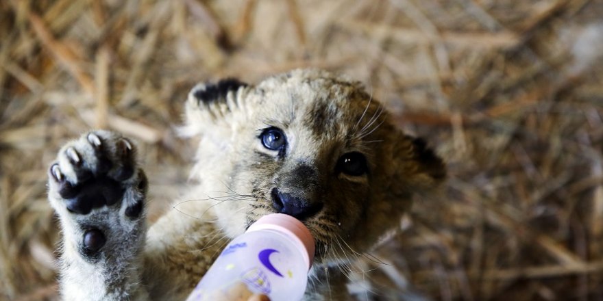 ÇOCUKLARA VAHŞİ DOĞANIN AKTÖRLERİYLE SÖMESTR TATİLİ