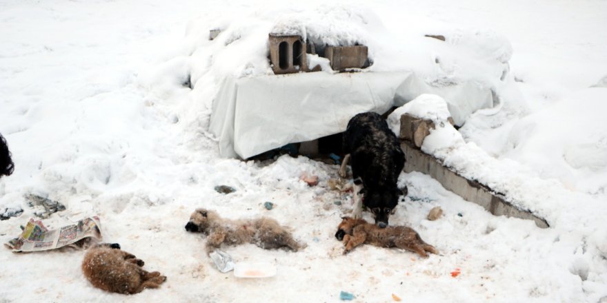 YÜKSEKOVA'DA DONDURUCU SOĞUKLAR: 3 YAVRU KÖPEK ÖLDÜ