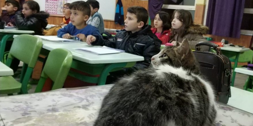 SOĞUKTAN KURTARDIKLARI KEDİ, SINIFIN MASKOTU OLDU