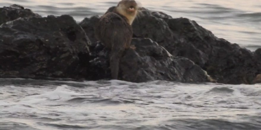 Marmara Denizi’nde Su Samuru Heyecanı