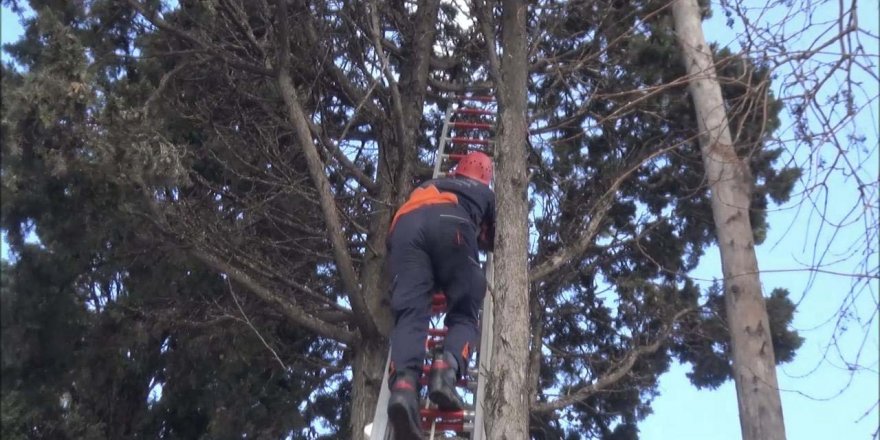 SİLİVRİ'DE AĞAÇTA ASILI KALAN KUŞU İTFAİYE KURTARDI
