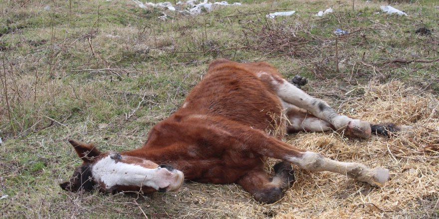 ARNAVUTKÖY'DE SAHİPSİZ YARALI ATLARA KADINLAR SAHİP ÇIKIYOR 