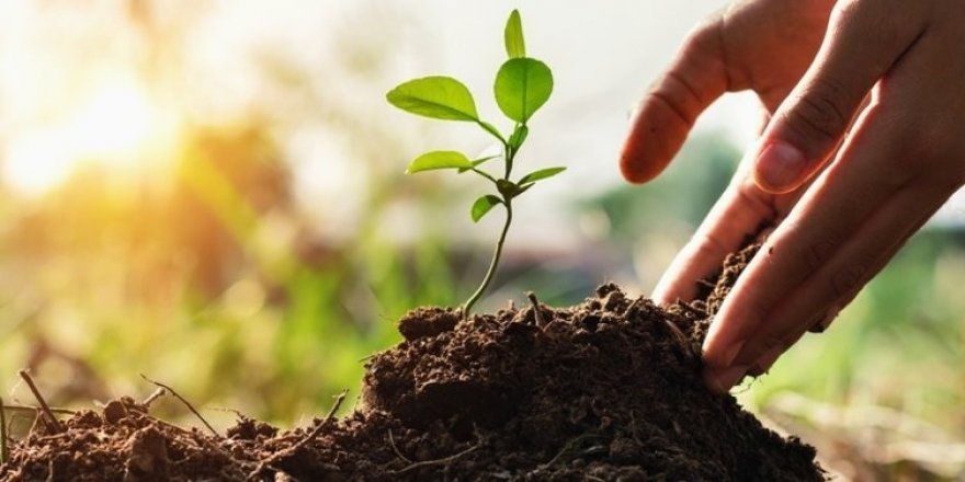 Avustralya Yangını Türkiye’deki Mobilya Sektörünü Harekete Geçirdi