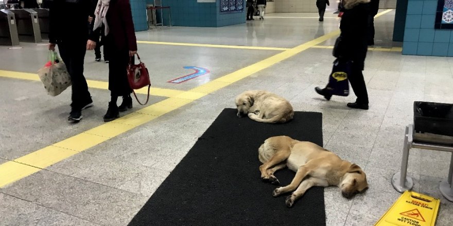 Köpekler Isınmak İçin Marmaray’a Sığındı