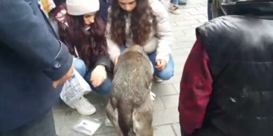 Aracın Çarptığı İddia Edilen Köpeğe Vatandaşlardan Şefkat Eli