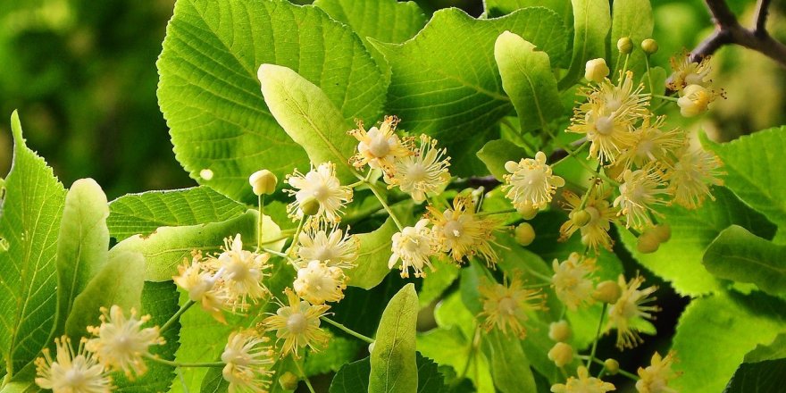 WWF TÜRKİYE IHLAMUR VADİSİ PROJESİ HAYATA GEÇİYOR