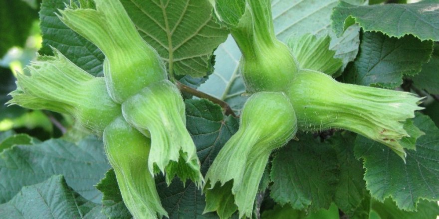 Fındık İçin Sigorta Zamanı