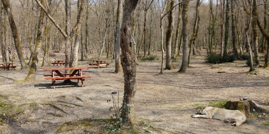Piknikçiler Uyarılara Uydu, Belgrad Ormanı Boş Kaldı