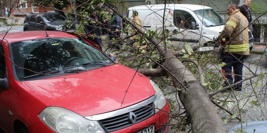 Park Halindeki Aracın Üzerine Ağaç Devrildi