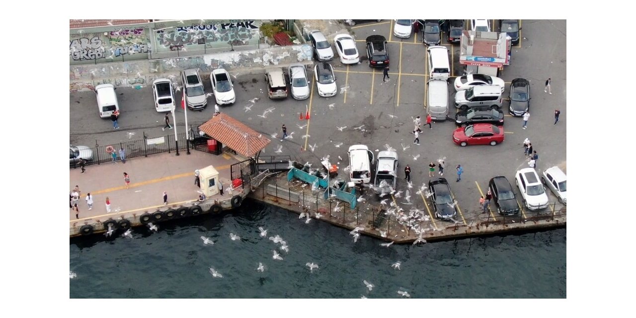 İstanbul Semalarında Martıların Eşsiz Dansı