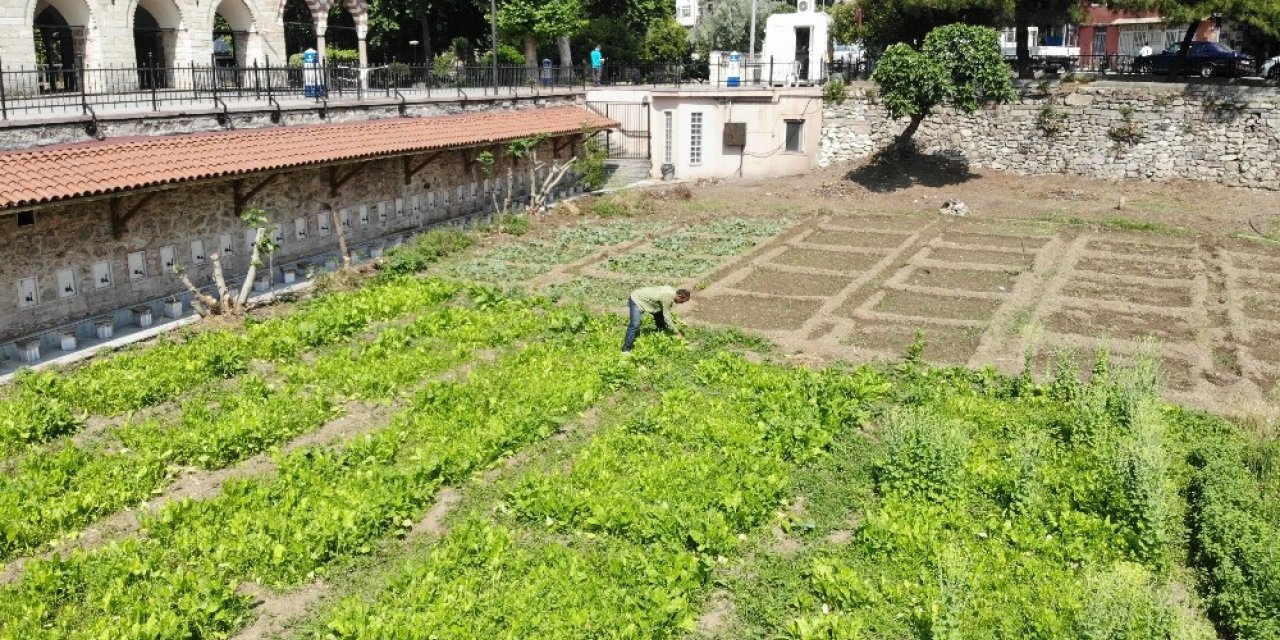 İstanbul’un Göbeğinde 5 Asırlık Bostan