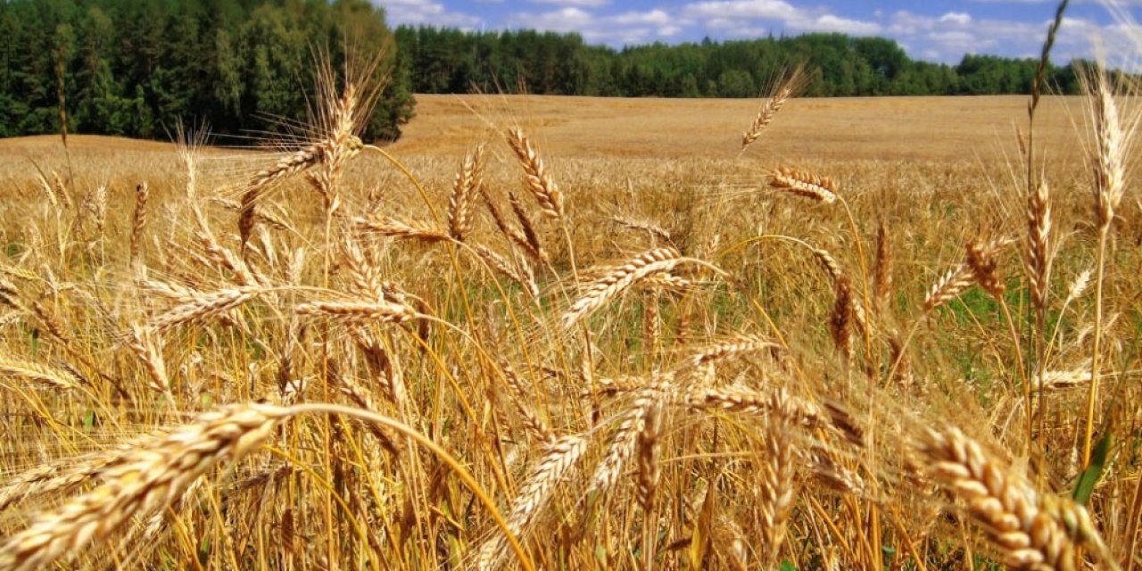 Dünya Çölleşme Ve Kuraklıkla Mücadele Günü’nde Anlamlı Çağrı