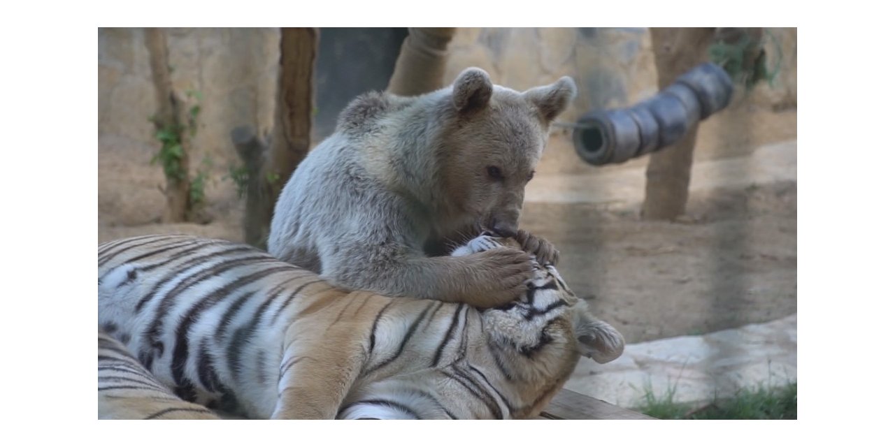 Ayının Kaplanlarla Dostluğu