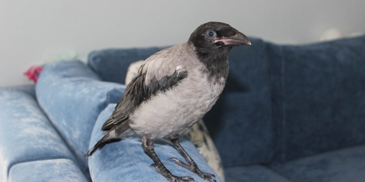 Ağaçtan Düşen Kargaya Vatandaş Sahip Çıktı