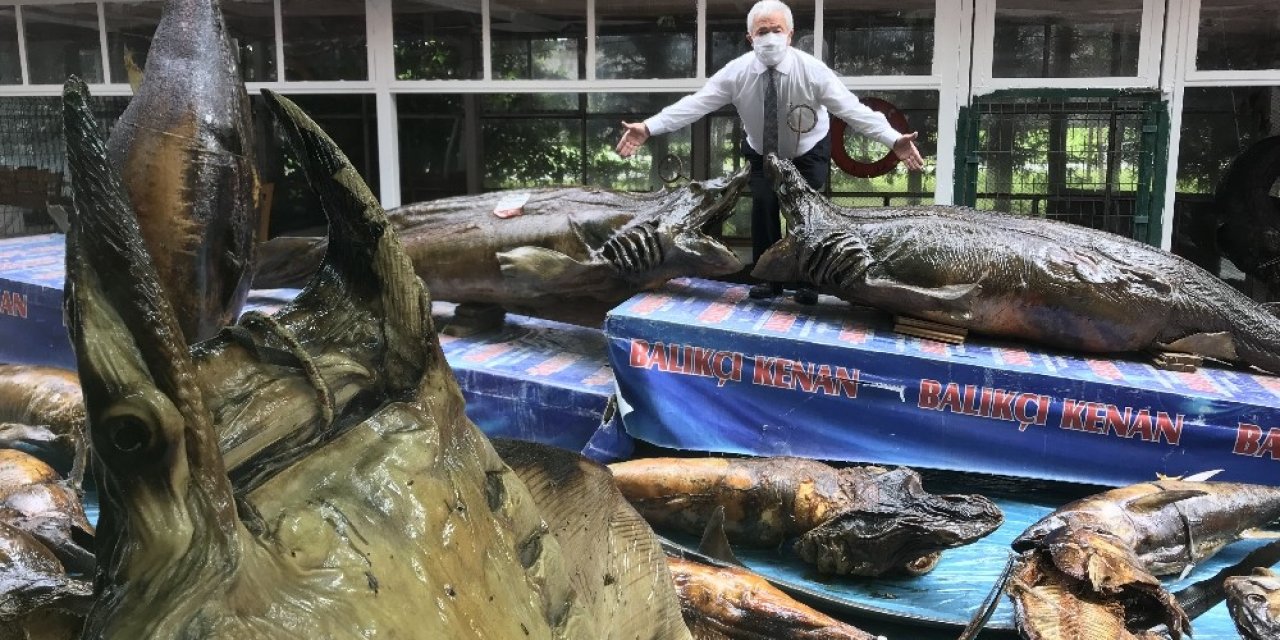 Türkiye Deniz Canlıları Müzesi’nde Mumyalanmış Balıklara Bakım Yapıldı
