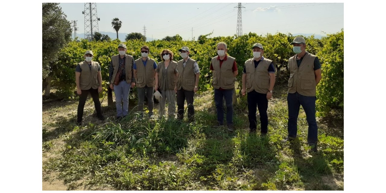 Üzüm Ürününde Sıcak Hava Zararı İle İlgili Çalışmalara Başlandı