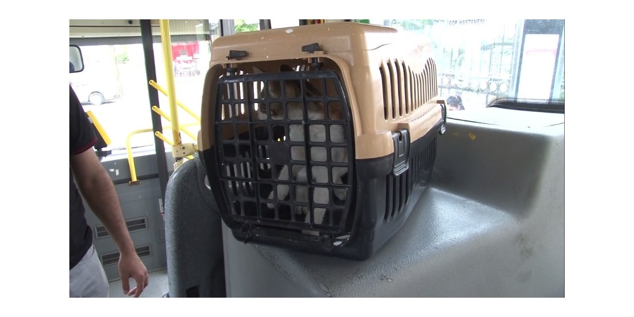 Belediye Otobüsünde Sıkışan Kedi Şoförün 10 Saat Uğraşı Sonrasında Kurtarıldı