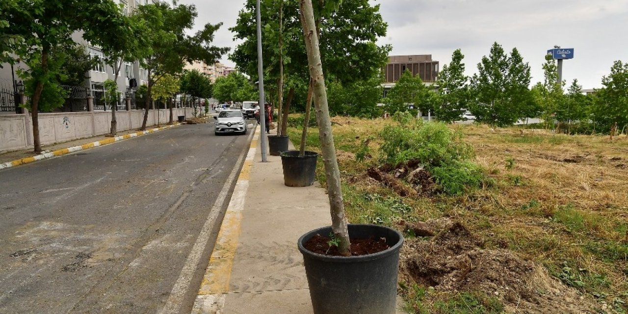 Devrilen 83 Ağacın Yerini Çınar Ağaçları Alıyor