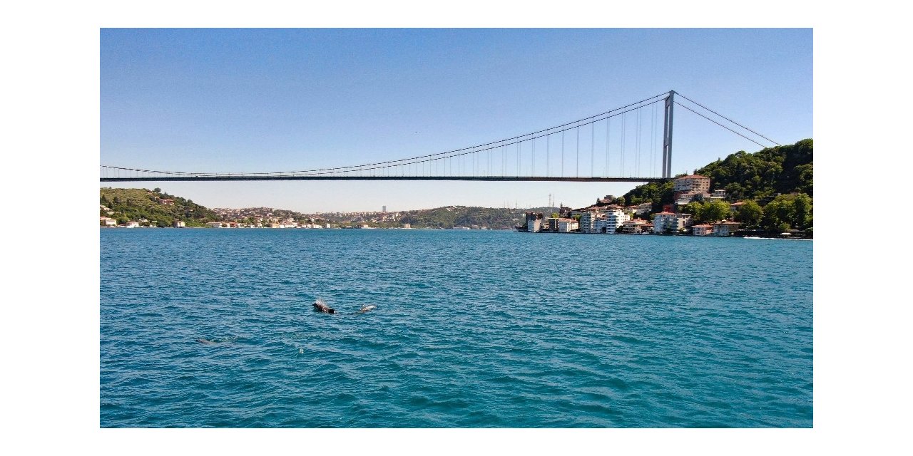 Yunusların Mest Eden Boğaz Eğlencesi