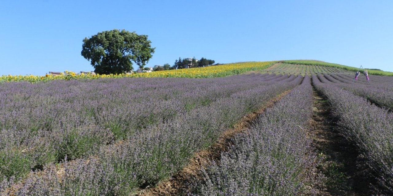 Büyükçekmece’yi Lavanta Kokuları Sardı