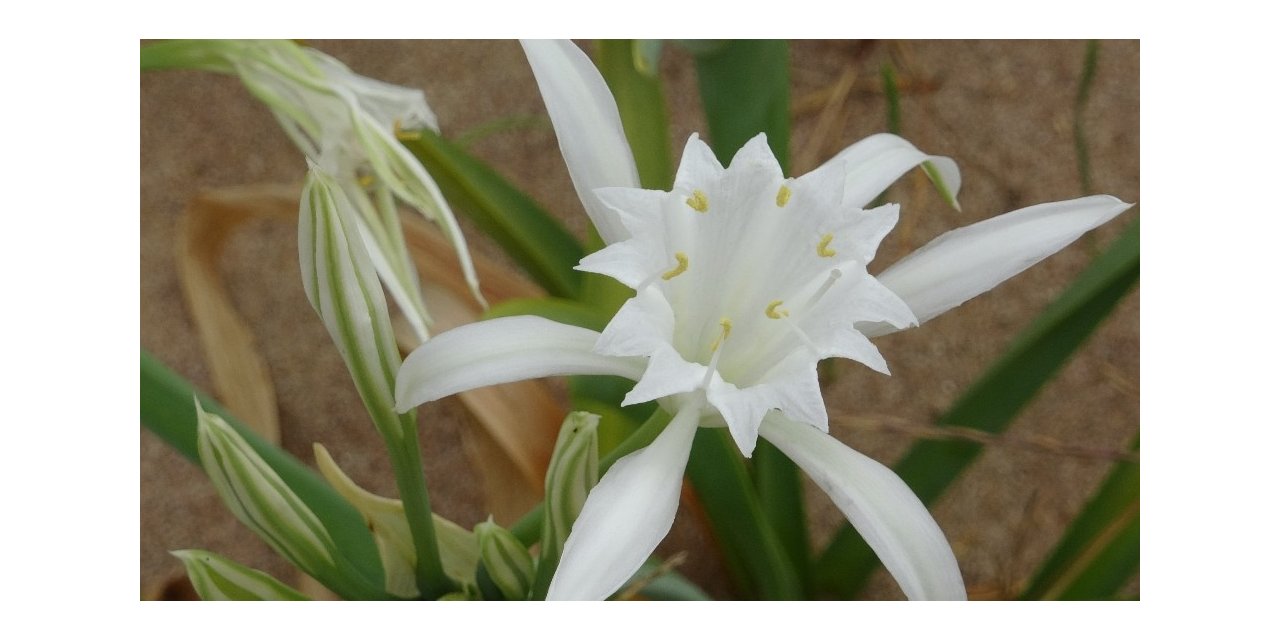 Şile’de Kum Zambağını Koparana 48 Bin Lira Ceza Kesiliyor