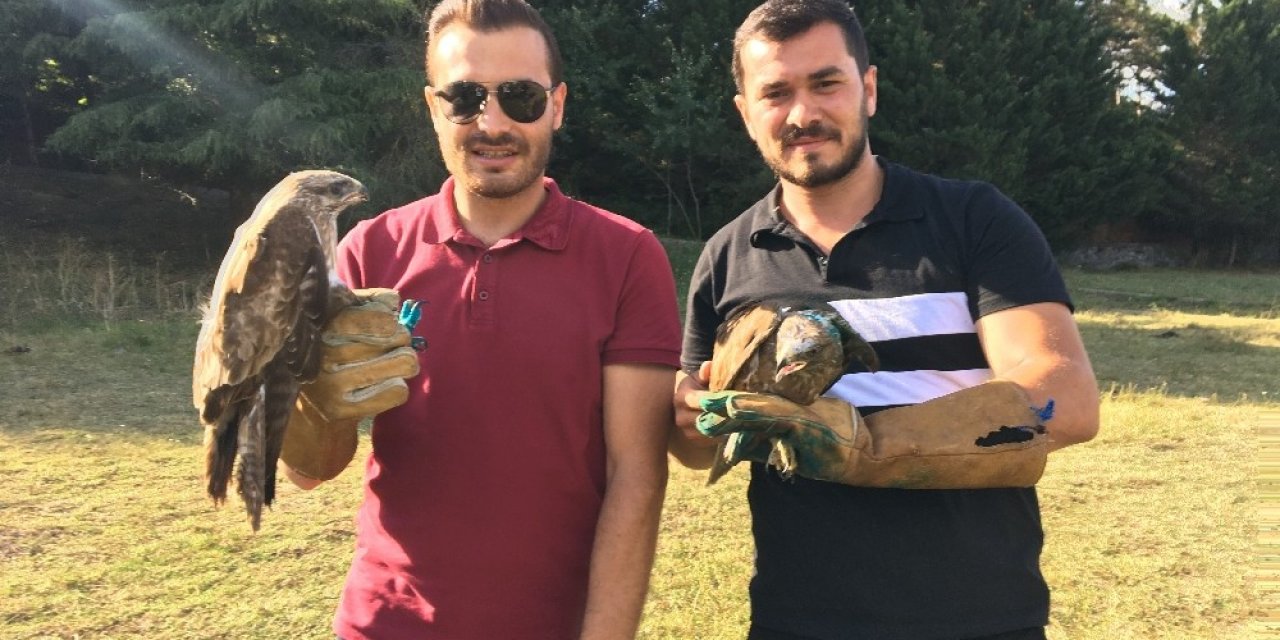 Çekmeköy’de  Tedavisi Tamamlanan 6 Şahin Doğaya Salındı