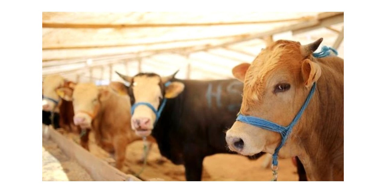 Büyükçekmece Belediyesi’nden Sertifikalı Kurban Kesim Kursu