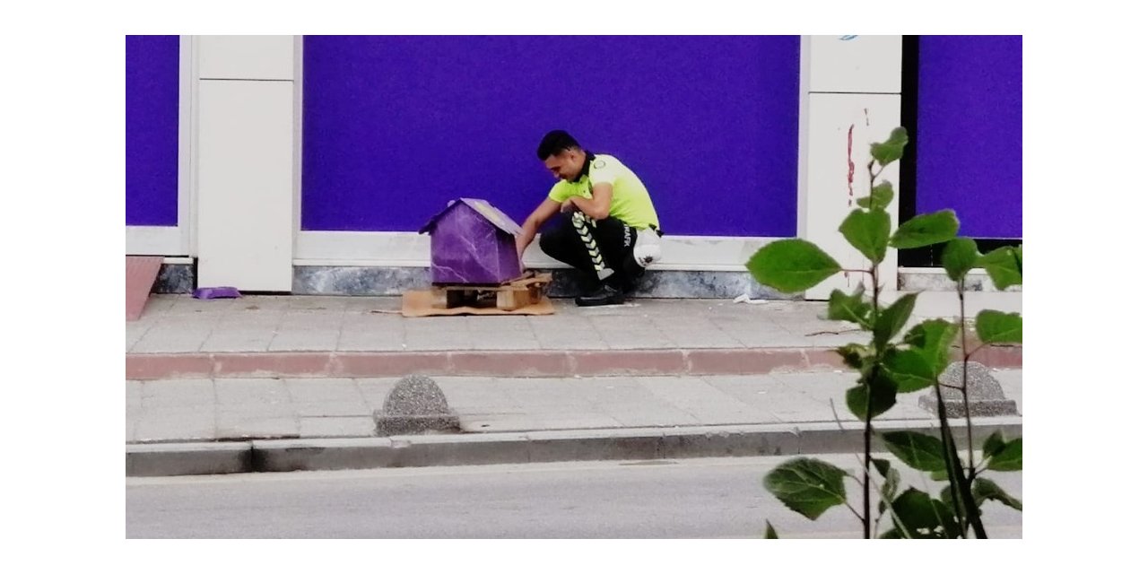 Üsküdar Da Yürekleri Isıtan Görüntü; Her Mesai Bitiminde Kedi Evine Uğruyor