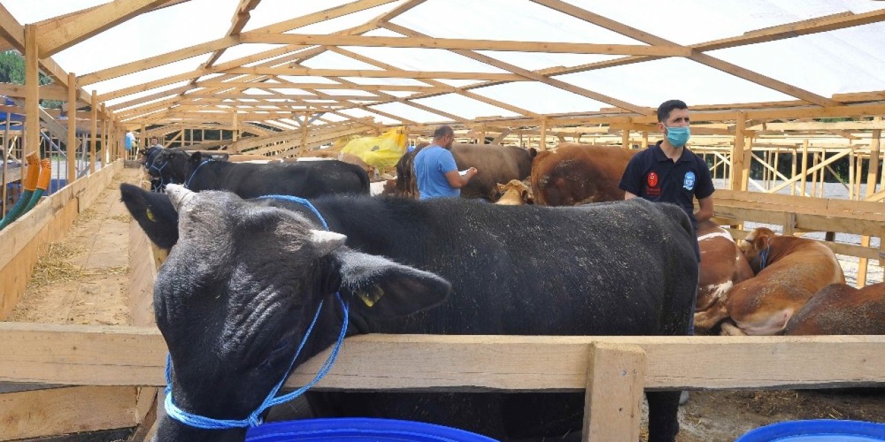 Kemerburgaz Kurban Satış Alanına İlk Kurbanlıklar Geldi