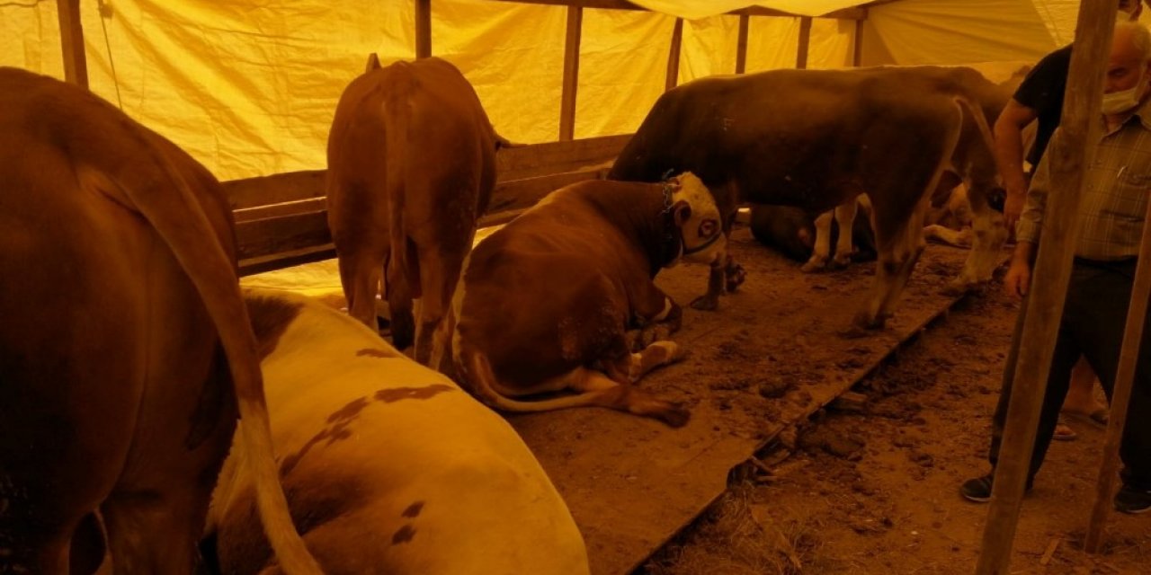 Hayvan Pazarlarında Sosyal Mesafeli Pazarlıklar Başladı